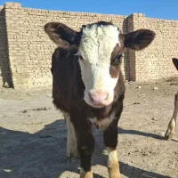 شیر محلی تازه گاو