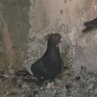 کبوتر نر سوراخ|پرنده|نگار, |دیوار