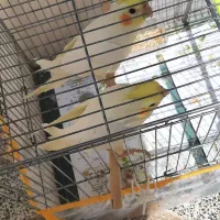 عروس هلندی لوتینو