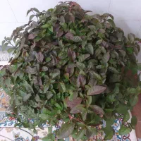 گل مروارید زیبا وخیلی بزرگ (جز گیاهان آپارتمانی)