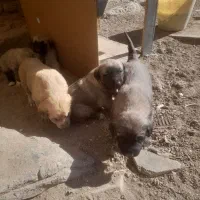 واگزاری|سگ|سراب, |دیوار