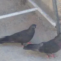 کبوتر زاغ جفت دهنجور