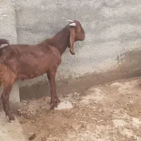 بیگ نر