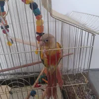 طوطی گرینچیک آناناسی