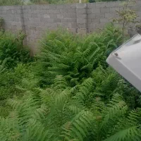 ۲۶۷متر ۱۰۰متر جواز ساخت دور دیوار سند تک برگ|فروش زمین و ملک کلنگی|تولم شهر, |دیوار