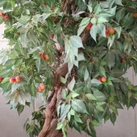 درختچه تزئینی گیلاس|گل مصنوعی|زاهدان, |دیوار