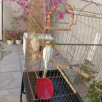 عروس هلندی