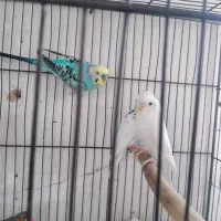 مرغ عشق ۳عدد