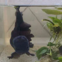 گلد فیش وارداتی