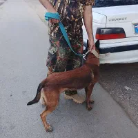 سگ تربیت شده باهوش|سگ|جیرفت, |دیوار