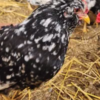 تخم نطفه دار گلین