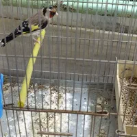 سهره جوجه قفس