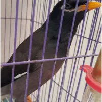 مینا سخنگو طوطی عروس دستی