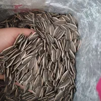 تخمه اس400