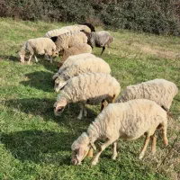 بز و گوسفند و میش|حیوانات مزرعه|کیاشهر, |دیوار