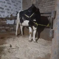 ماده‌گاوشیری‌جوان‌‌باگوساله‌نرسمینتال