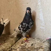 کبوتر|پرنده|زاهدان, |دیوار