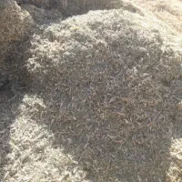 کاه لوبیا قرمز