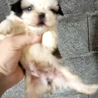 شیتزو سوپر فلت|سگ|بندر انزلی, پیل علی باغ|دیوار