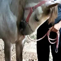 فروش یا معاوضه نریون عرب شجره دار