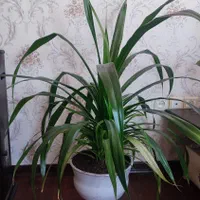 گل پاندانوس /برگ خنجری