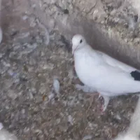 جوانه دم سیاه|پرنده|زهک, |دیوار