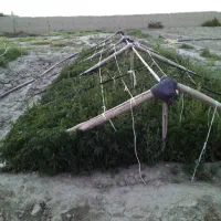 نهال گوجه