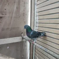 پرشی کاشونی|پرنده|اصفهان, ارداجی|دیوار