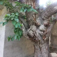 ۳۰۰متر باغ ویلا ۴دیواری  بابنا واب وبرق سیاهکل|فروش خانه و ویلا|کرج, سیاه کلان|دیوار