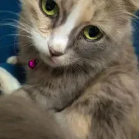 گربه ماده پرشین اسکاتیش مادر و دو بچه گربه خونگی