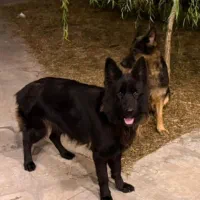 ژرمن بلک فیس