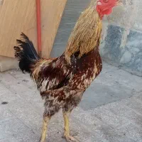 خروس