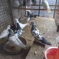 15 عدد کبوتر سالم|پرنده|لاهیجان, لیالستان|دیوار