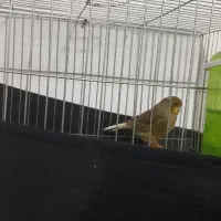 قناری نر گلاستر معاوضه