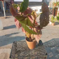 گل های آپارتمانی و کاکتوس|گل و گیاه طبیعی|مشگین شهر, |دیوار