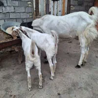 بز ماده با دو بچه هاش