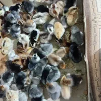 جوجه مرغ جهادی دانه ای ۶۰ هزار تومان