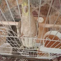 عروس هلندی نر و ماده|پرنده|شیراز, تل حسین‌آباد|دیوار