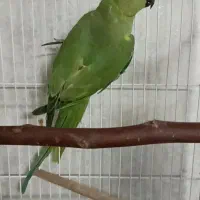 معاوضه فقط با مرغ مینا سخنگو