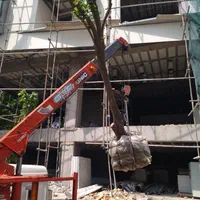 جابجایی درخت و کاشت انواع درخت بن بالا