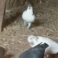 ۳۰تا کفتر|پرنده|لوشان, |دیوار