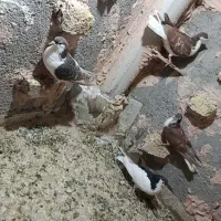 کبوتر|پرنده|سبزوار, شرق کال شمالی|دیوار