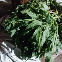 اسفناج محلی کوی تکمران درجه 1