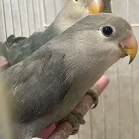 کوتوله برزیلی