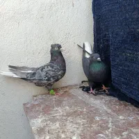کفتر دم سفید
