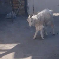 بز با بزغاله خرج خوره