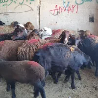 14 راس میش بره دار جوان کاور 2 دندان فروشی