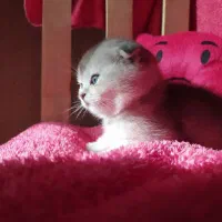 گر به های ارزون تهران (اسکاتیش بریتیش پرشین رگدال)|گربه|تهران, پونک|دیوار