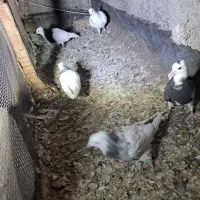 جوجه و کلنه