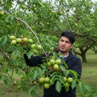 نهال گلابی اسپادانا شیرین و پربازده|خدمات باغبانی و درختکاری|محمدیه-قزوین, |دیوار